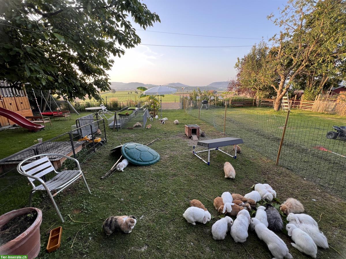 Bild 9: Erwachsene Minilop Zwergwidder Zwergkaninchen zu verkaufen