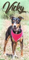 Mischlingshündin Vicky, auch für Hundeanfänger geeignet