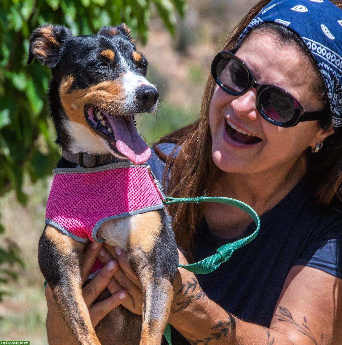 Bild 2: Mischlingshündin Vicky, auch für Hundeanfänger geeignet