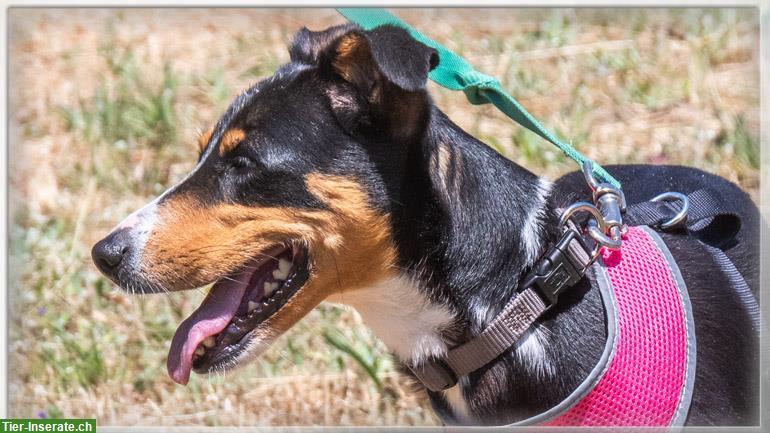 Bild 3: Mischlingshündin Vicky, auch für Hundeanfänger geeignet