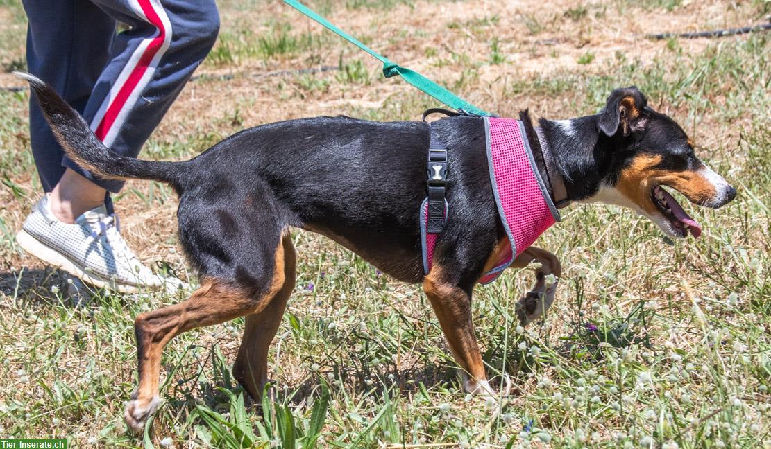 Bild 4: Mischlingshündin Vicky, auch für Hundeanfänger geeignet