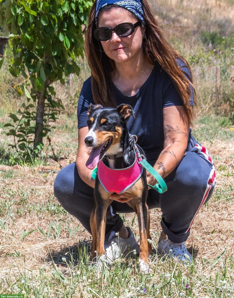 Bild 5: Mischlingshündin Vicky, auch für Hundeanfänger geeignet