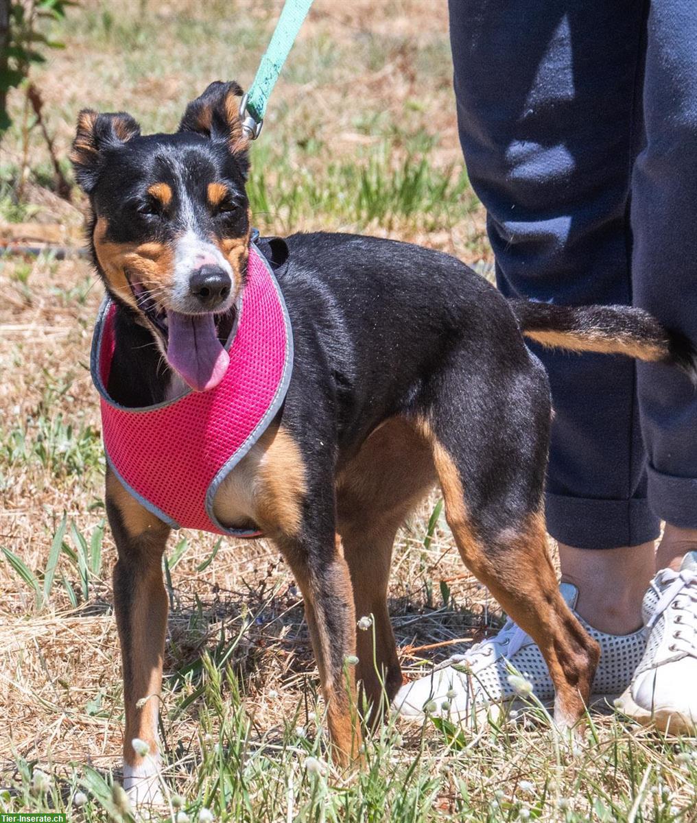 Bild 6: Mischlingshündin Vicky, auch für Hundeanfänger geeignet