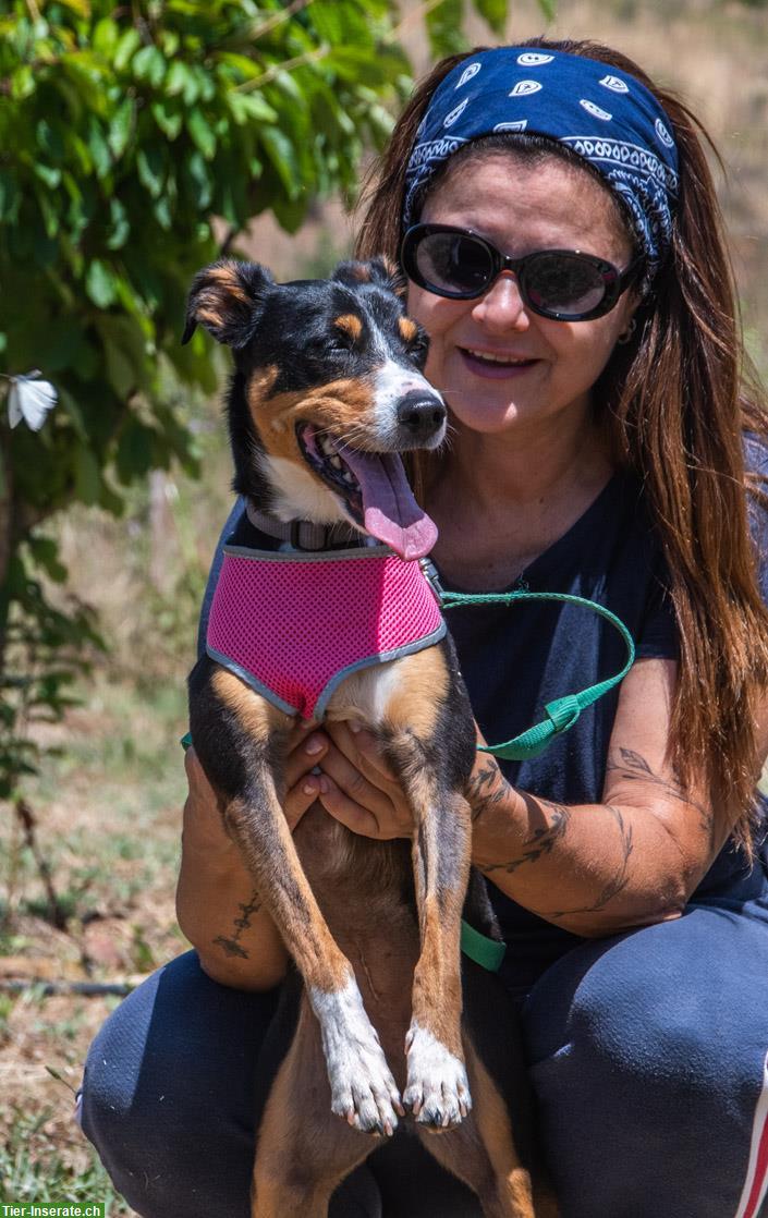 Bild 7: Mischlingshündin Vicky, auch für Hundeanfänger geeignet