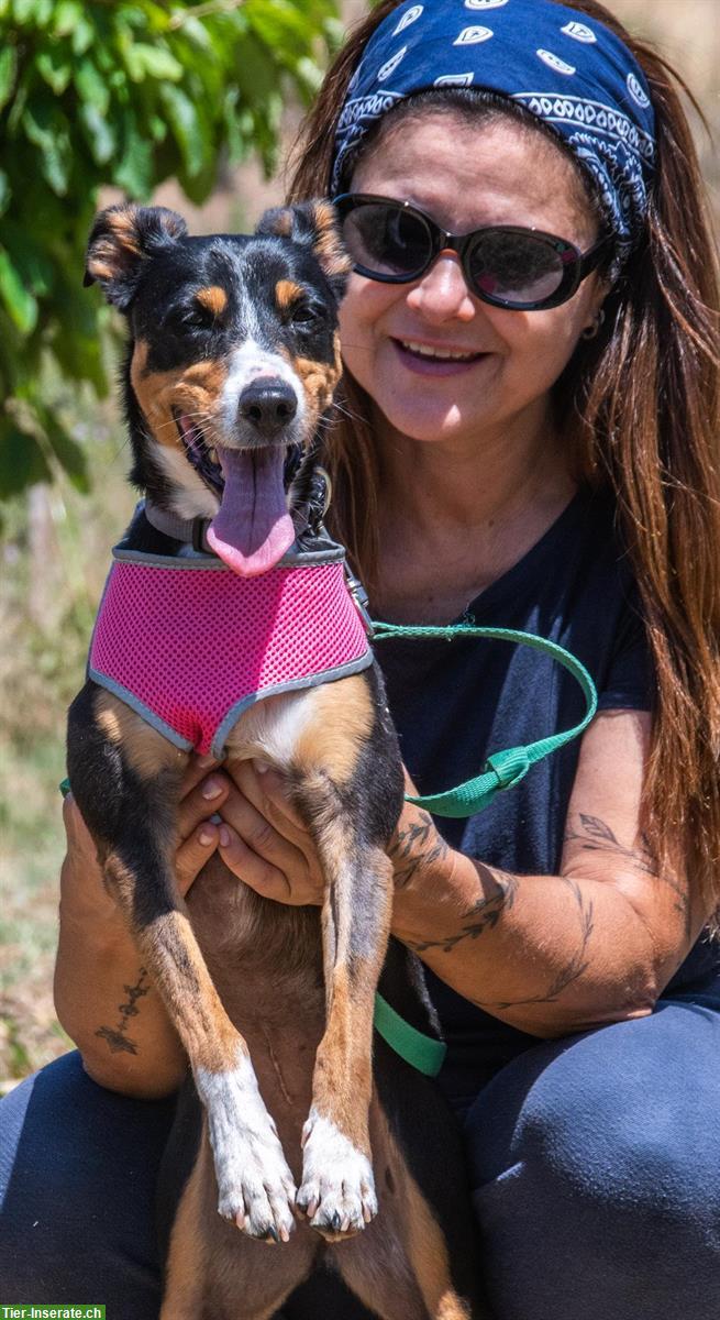 Bild 8: Mischlingshündin Vicky, auch für Hundeanfänger geeignet