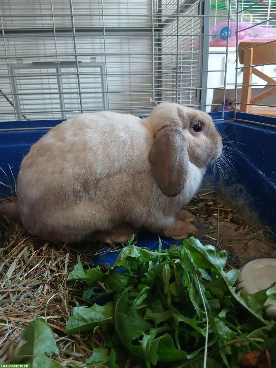 Junge Widderkaninchen suchen Zuhause mit viel Platz