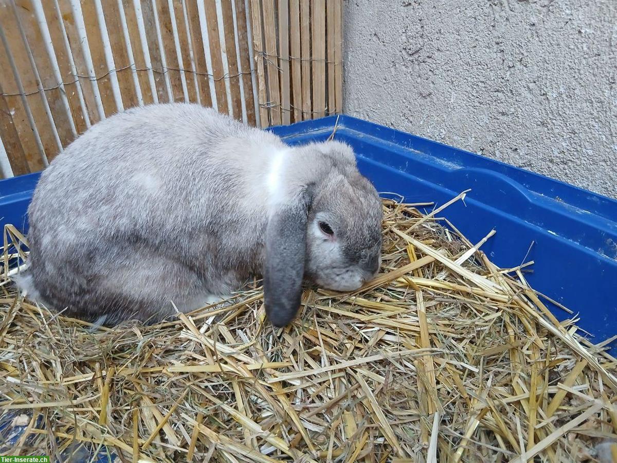 Bild 2: Junge Widderkaninchen suchen Zuhause mit viel Platz