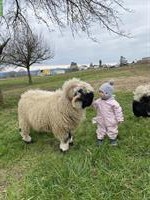 Walliser Schwarznasenschaf-Bock, 3-jährig, zahm & kinderlieb
