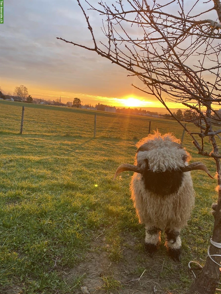 Bild 2: Walliser Schwarznasenschaf-Bock, 3-jährig, zahm & kinderlieb