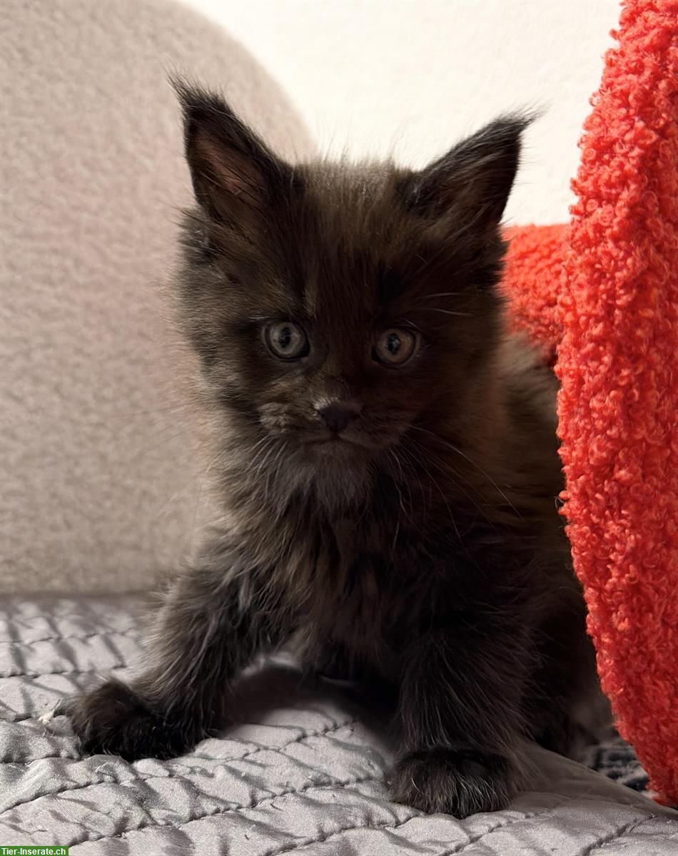 Maine Coon Kitten Black-Smoke, verschmust