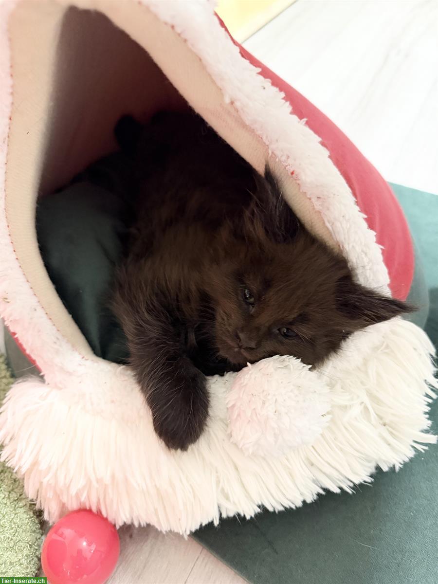 Bild 2: Maine Coon Kitten Black-Smoke, verschmust