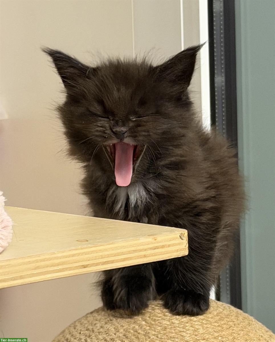 Bild 3: Maine Coon Kitten Black-Smoke, verschmust