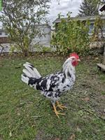 2 Junge Exchequer Leghorn Hähne