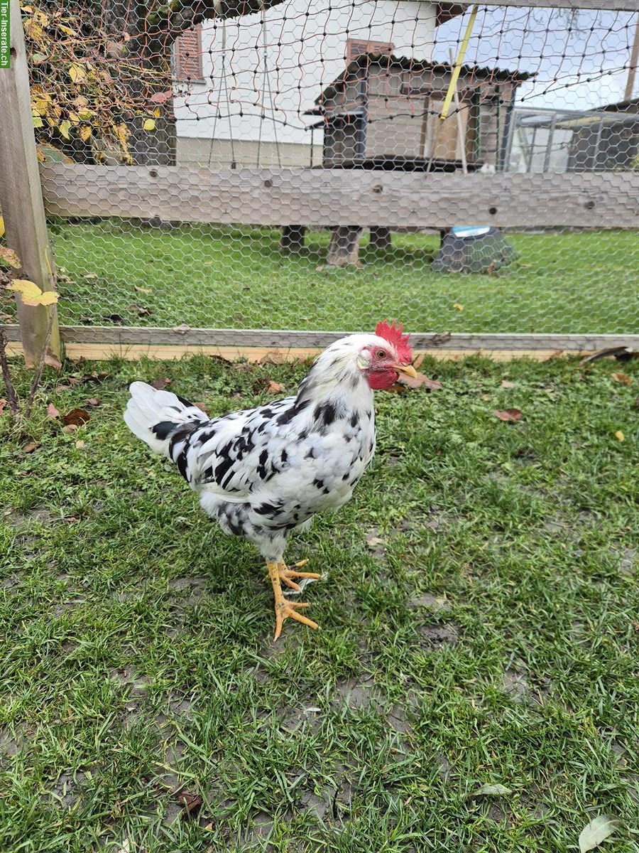 Bild 2: 2 Junge Exchequer Leghorn Hähne