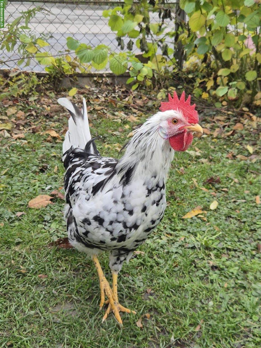 Bild 3: 2 Junge Exchequer Leghorn Hähne