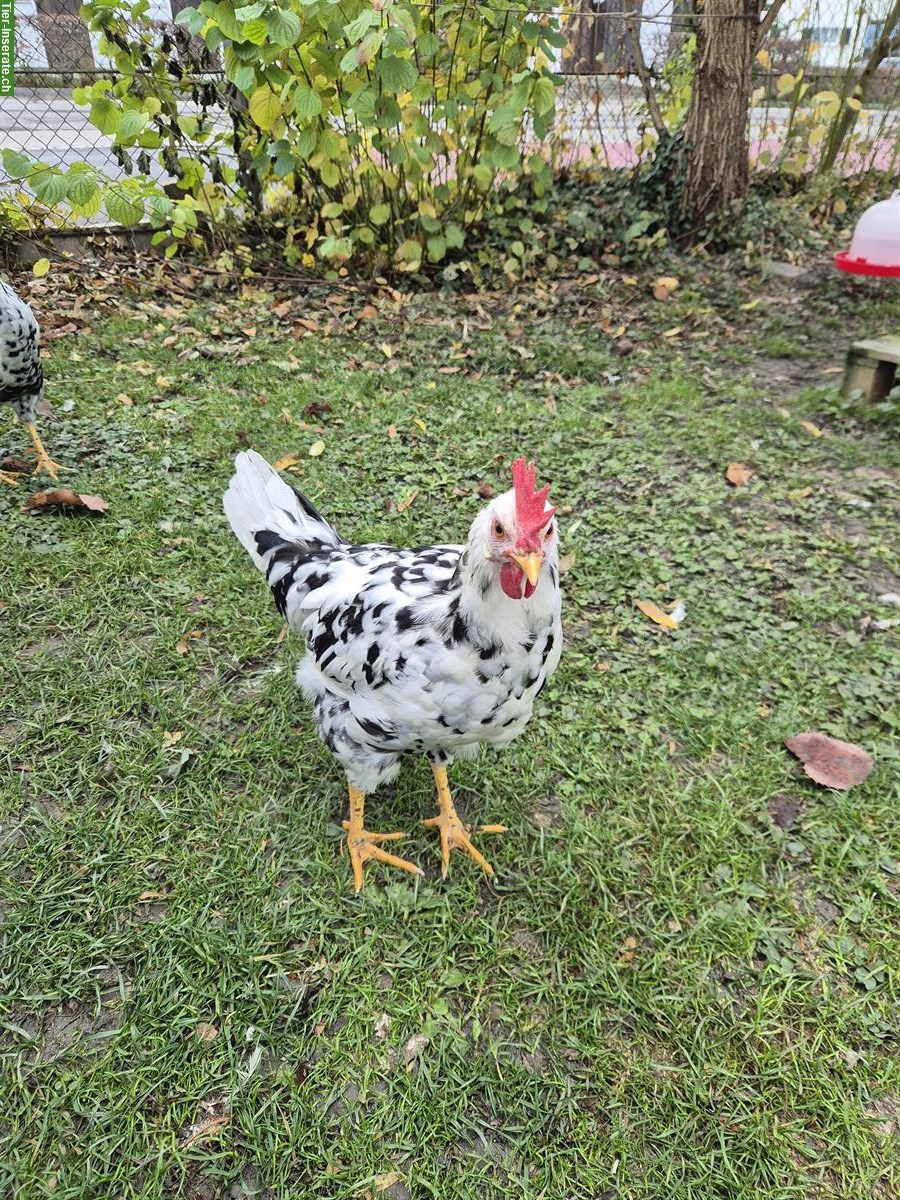 Bild 4: 2 Junge Exchequer Leghorn Hähne