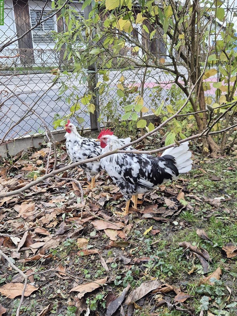 Bild 5: 2 Junge Exchequer Leghorn Hähne