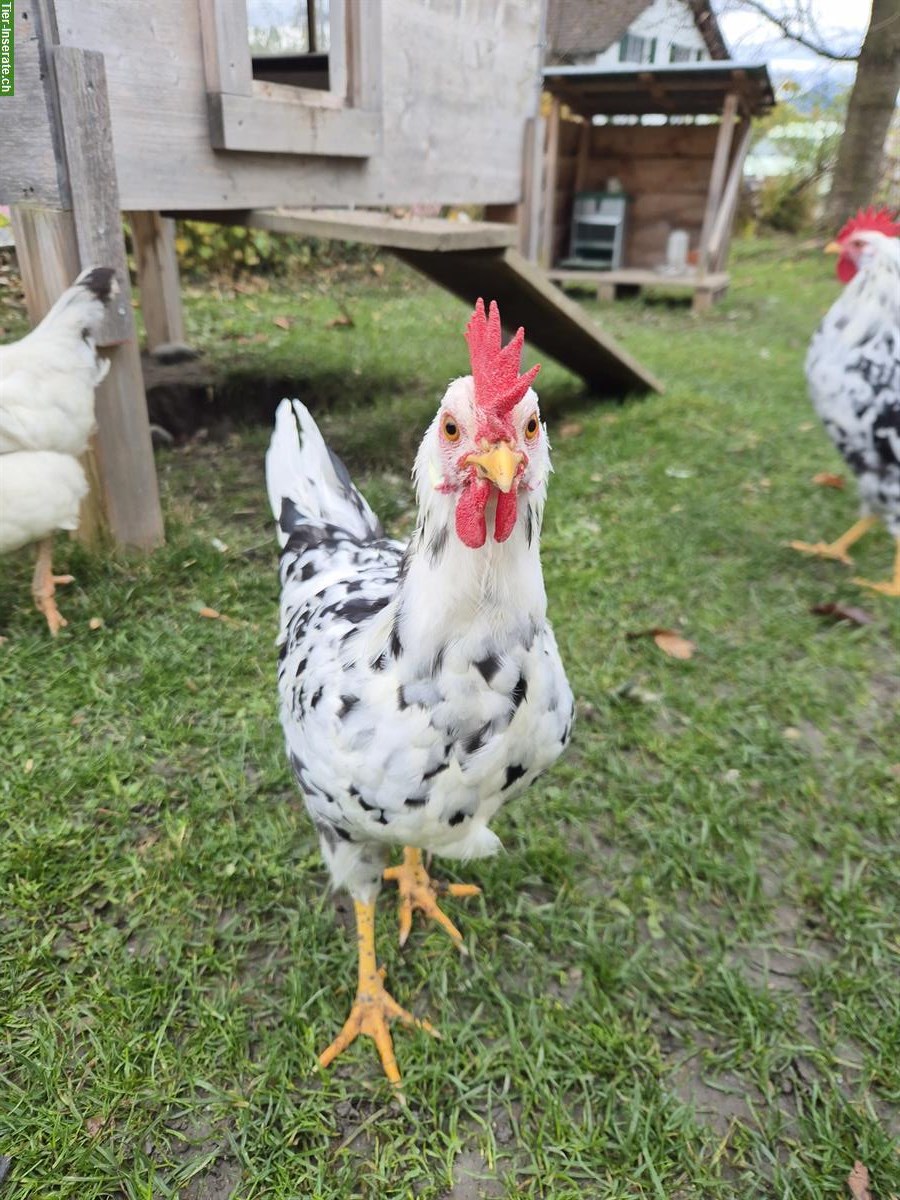 Bild 6: 2 Junge Exchequer Leghorn Hähne