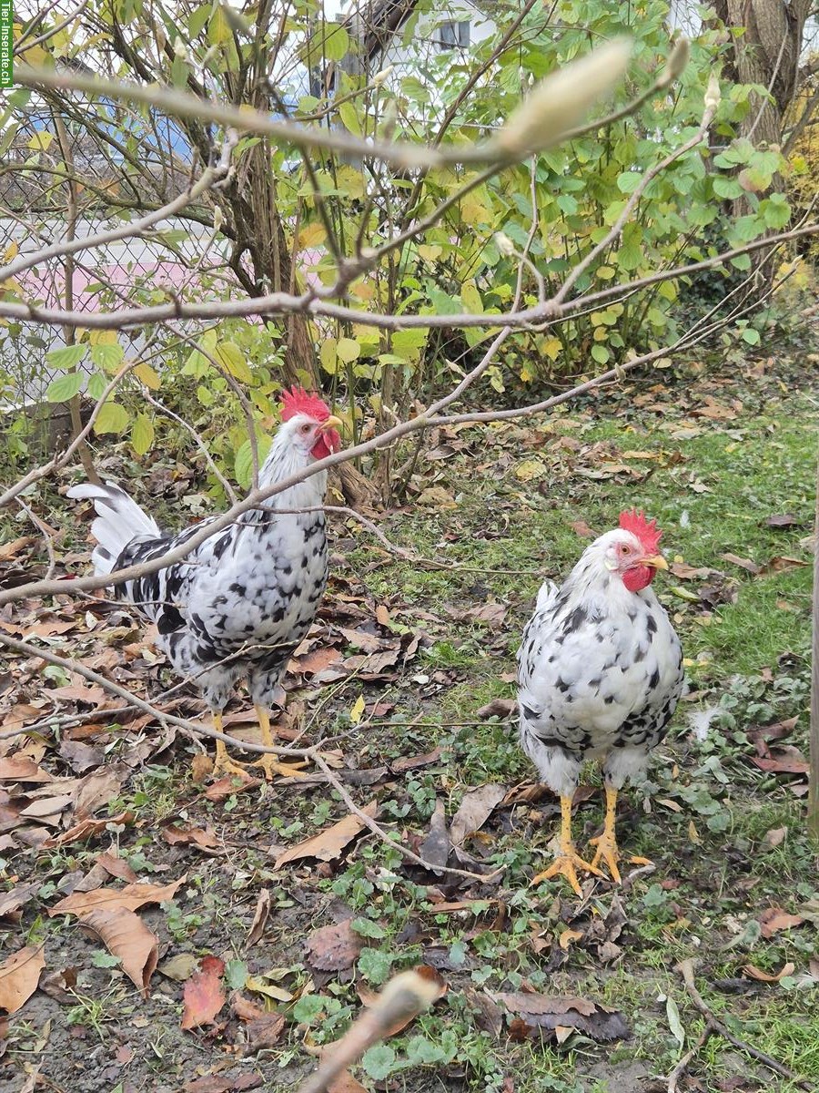 Bild 7: 2 Junge Exchequer Leghorn Hähne