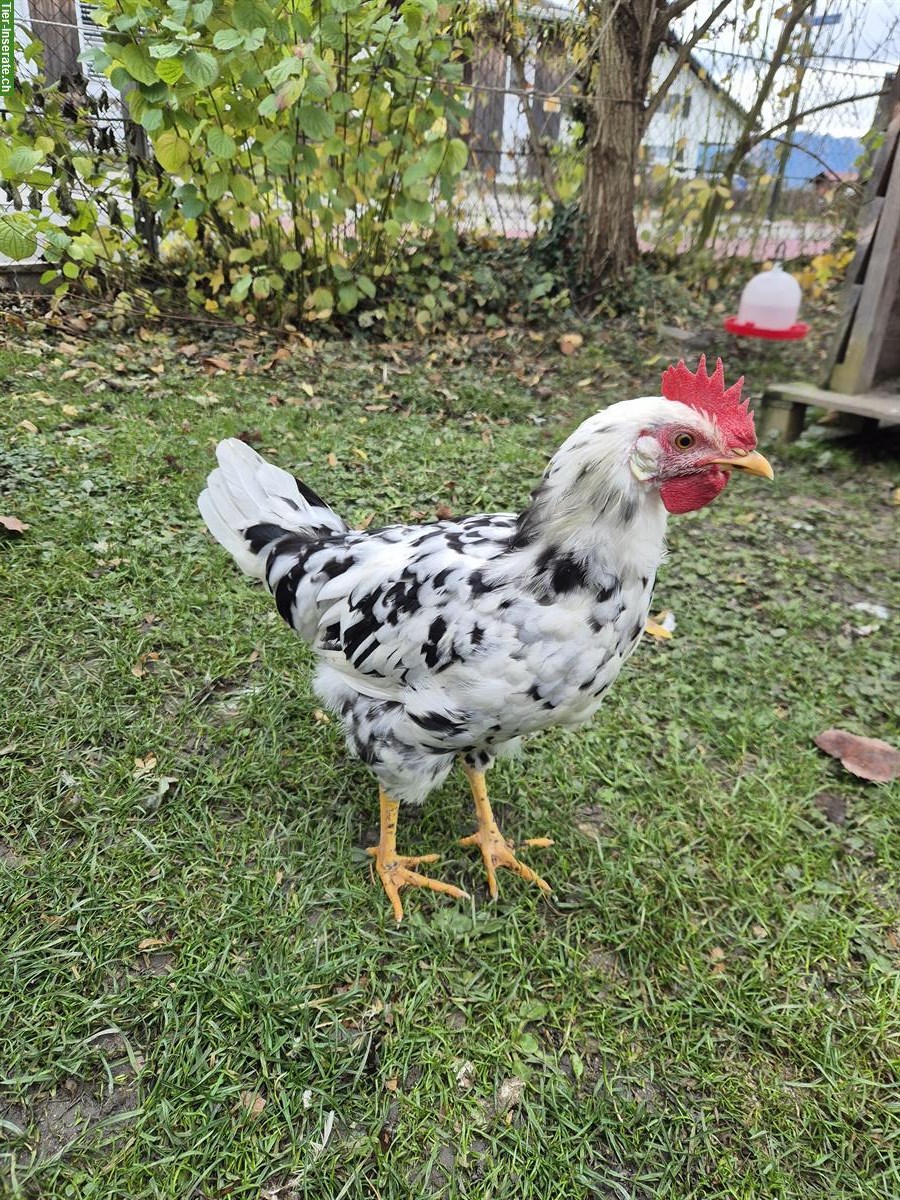 Bild 8: 2 Junge Exchequer Leghorn Hähne