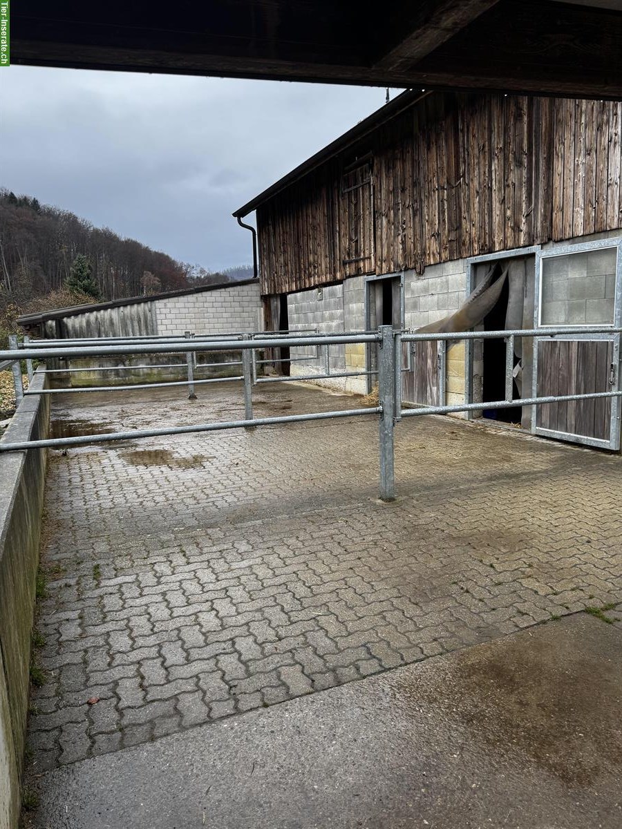 Bild 3: Pferdeboxen frei mit oder ohne Auslauf, Gelterkinden BL