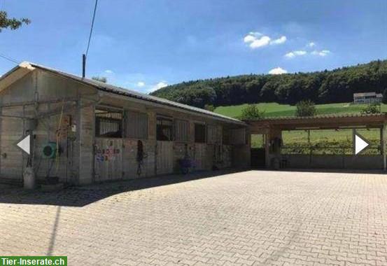 Bild 4: Pferdeboxen frei mit oder ohne Auslauf, Gelterkinden BL