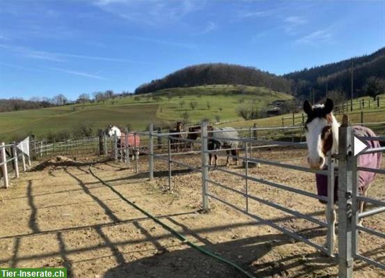 Bild 5: Pferdeboxen frei mit oder ohne Auslauf, Gelterkinden BL