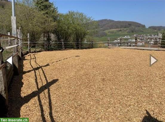 Bild 6: Pferdeboxen frei mit oder ohne Auslauf, Gelterkinden BL