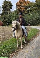 Palomino Ponystute (2015) zu verkaufen