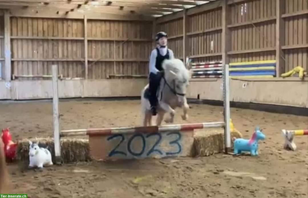 Bild 3: Palomino Ponystute (2015) zu verkaufen