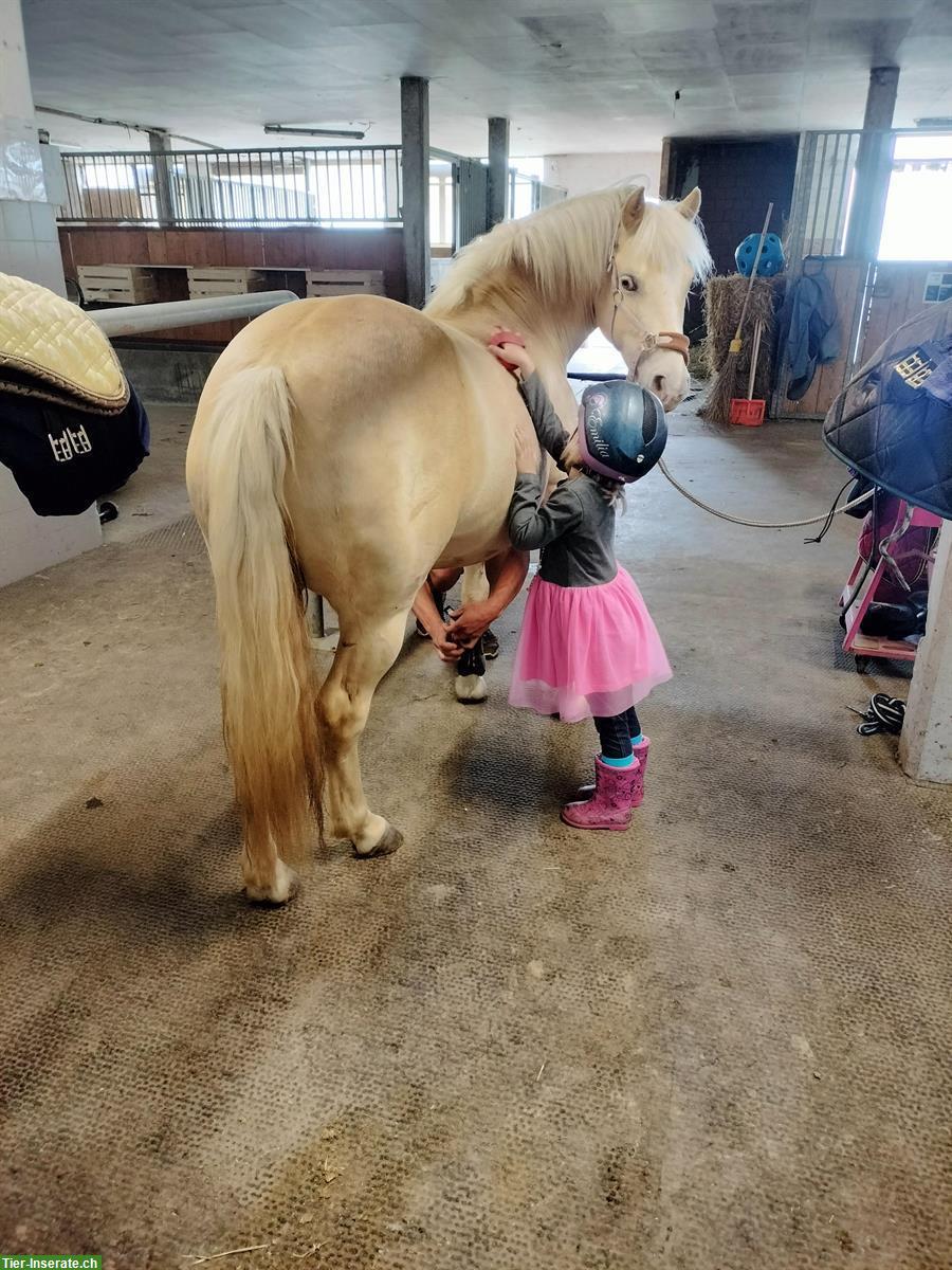 Bild 4: Palomino Ponystute (2015) zu verkaufen