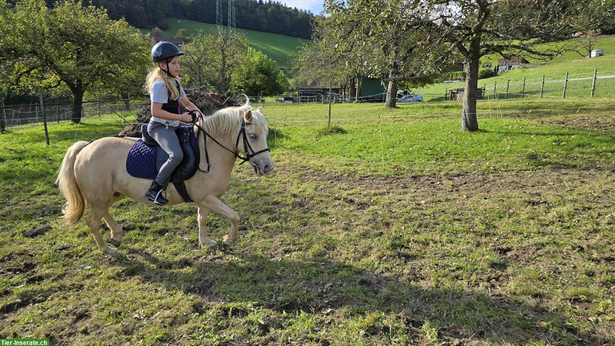 Bild 5: Palomino Ponystute (2015) zu verkaufen