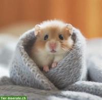 Teddyhamster Babys, handzahm, reinrassig