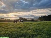 Pferdebox mit Auslauf in Eschenbach LU zu vermieten