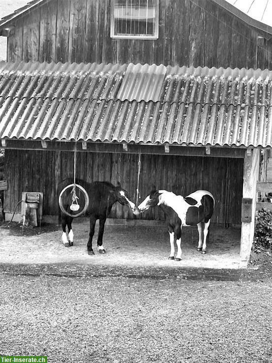 Bild 2: Pferdebox mit Auslauf in Eschenbach LU zu vermieten