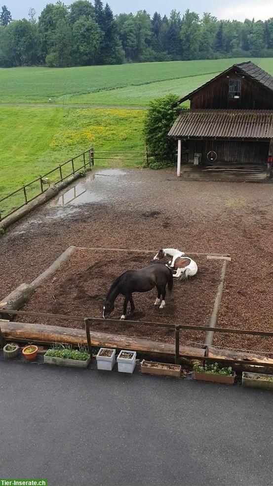 Bild 3: Pferdebox mit Auslauf in Eschenbach LU zu vermieten