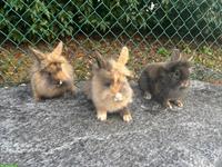 Junge Löwenkopf Zwergkaninchen abzugeben, ab sofort