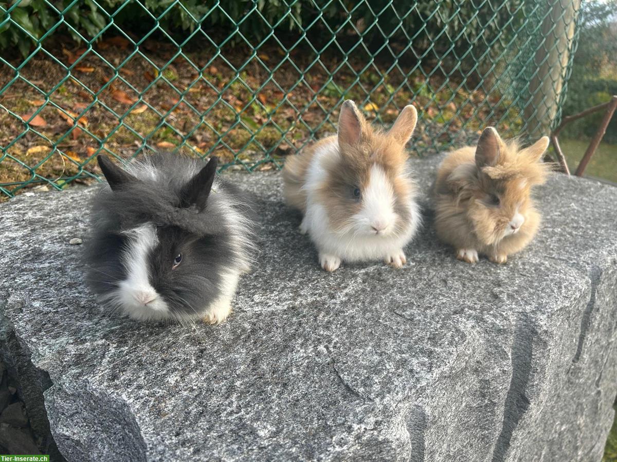 Bild 2: Junge Löwenkopf Zwergkaninchen abzugeben, ab sofort