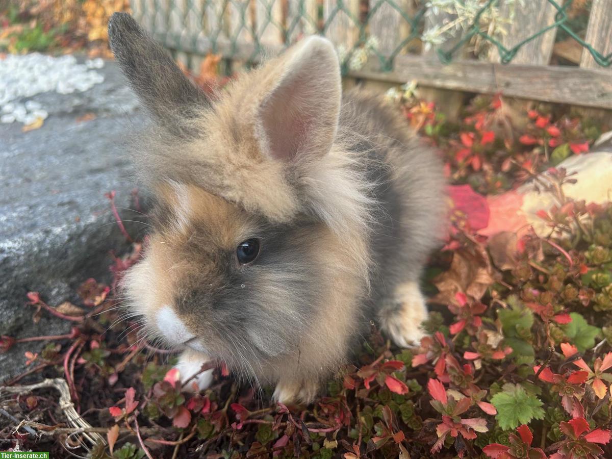 Bild 3: Junge Löwenkopf Zwergkaninchen abzugeben, ab sofort