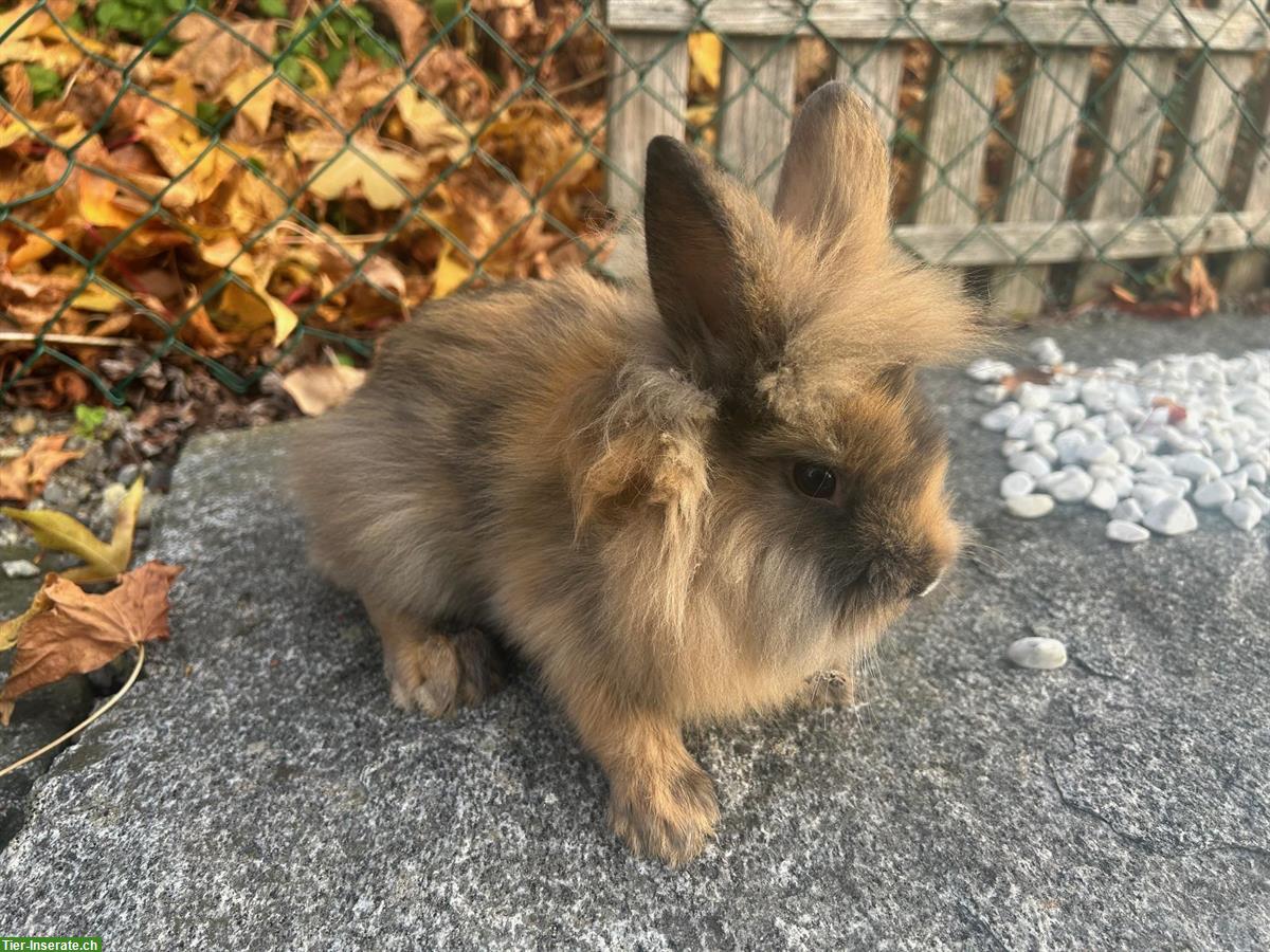 Bild 4: Junge Löwenkopf Zwergkaninchen abzugeben, ab sofort