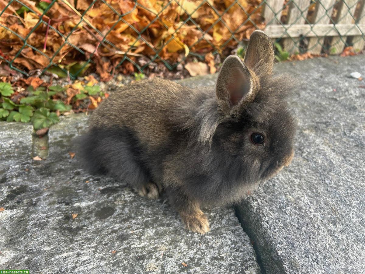Bild 5: Junge Löwenkopf Zwergkaninchen abzugeben, ab sofort