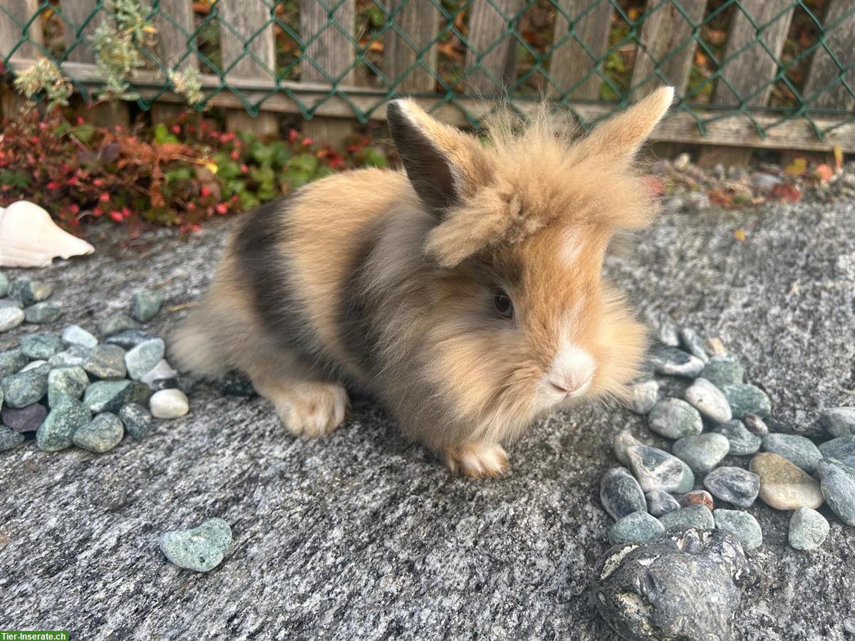 Bild 6: Junge Löwenkopf Zwergkaninchen abzugeben, ab sofort