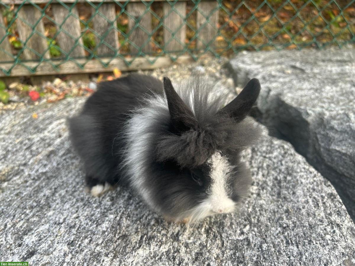 Bild 7: Junge Löwenkopf Zwergkaninchen abzugeben, ab sofort
