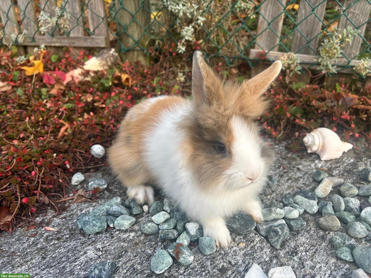 Bild 8: Junge Löwenkopf Zwergkaninchen abzugeben, ab sofort