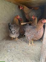 6 Bielefelder Kennhühner zu verkaufen