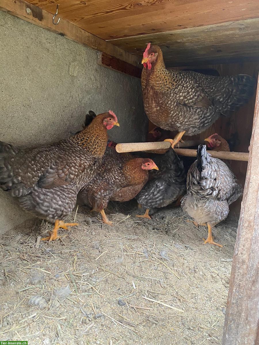 Bild 3: 6 Bielefelder Kennhühner zu verkaufen