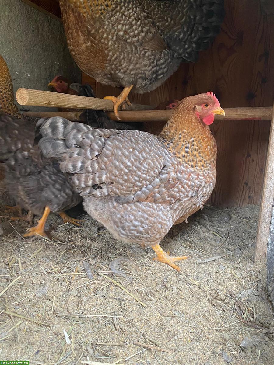 Bild 4: 6 Bielefelder Kennhühner zu verkaufen