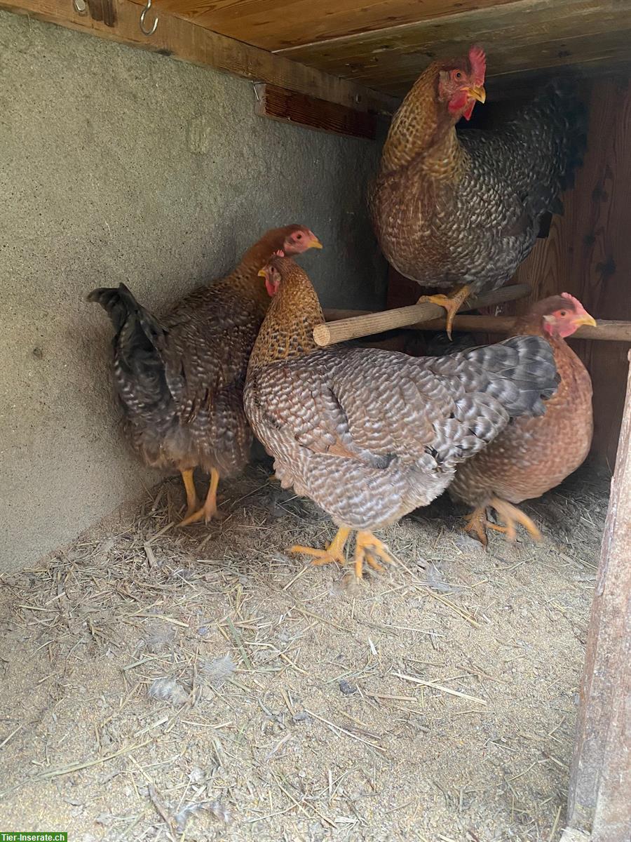 Bild 5: 6 Bielefelder Kennhühner zu verkaufen