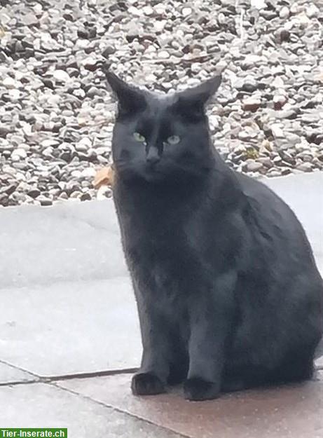 Schwarzer Kater Rio sucht Zuhause mit Freigang