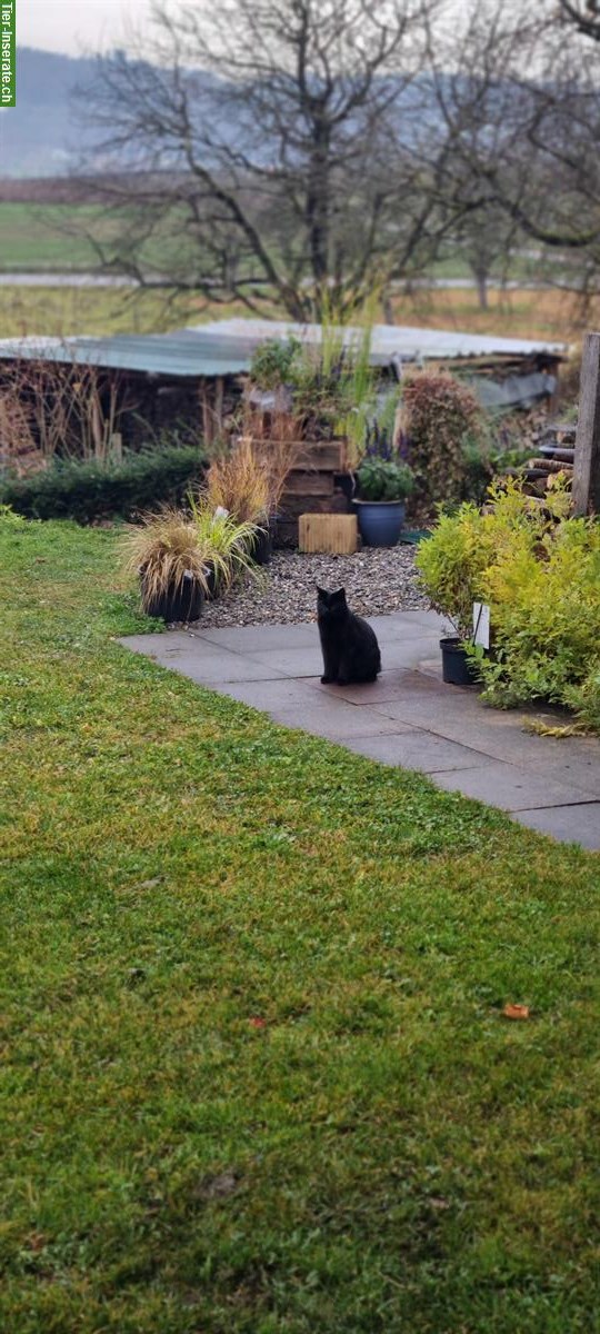 Bild 2: Schwarzer Kater Rio sucht Zuhause mit Freigang